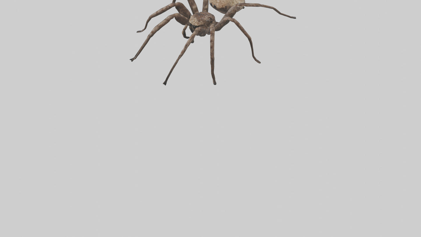 Fishing Spider sitting model VR / AR / low-poly