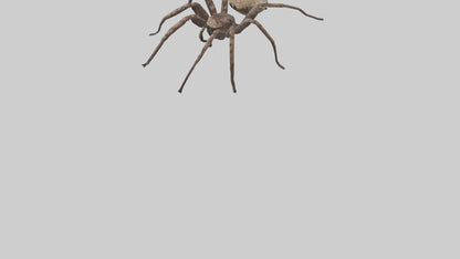 Fishing Spider sitting model VR / AR / low-poly