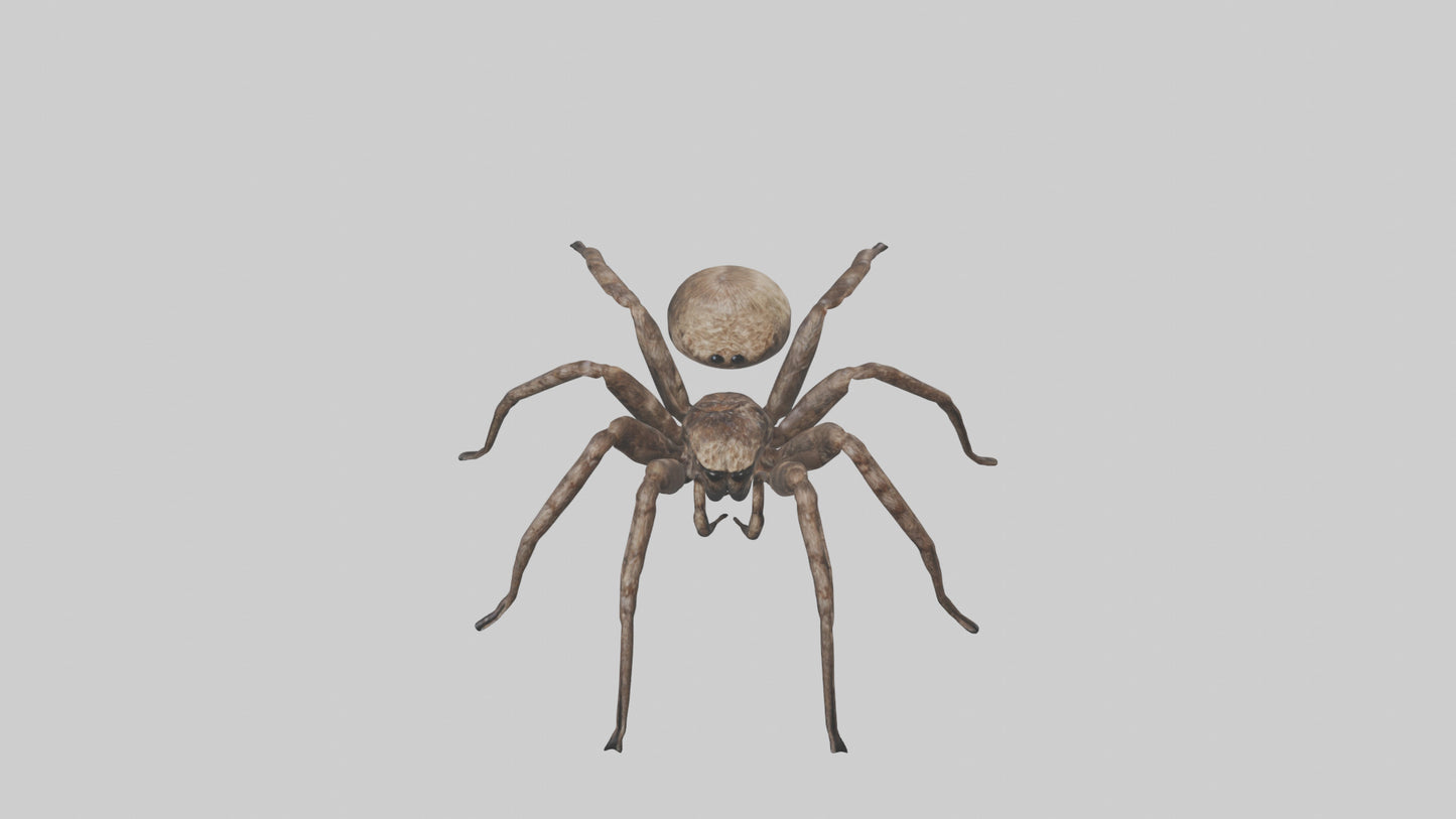 Fishing Spider sitting model VR / AR / low-poly