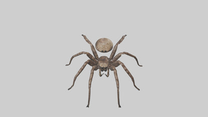 Fishing Spider sitting model VR / AR / low-poly