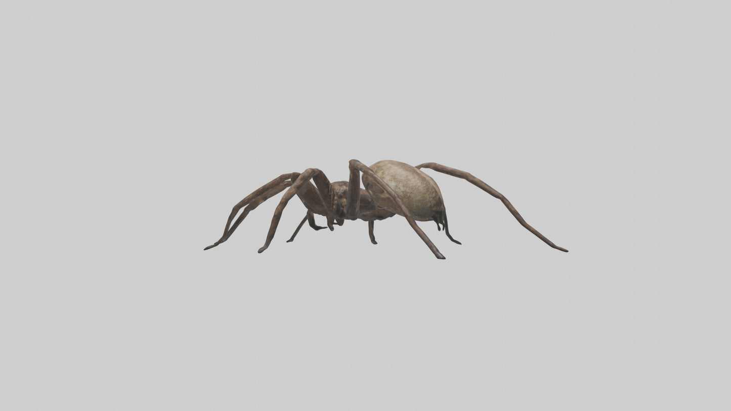 Fishing Spider sitting model VR / AR / low-poly