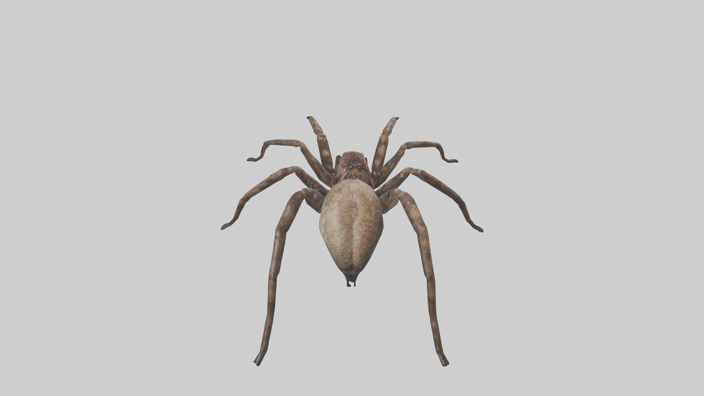 Fishing Spider sitting model VR / AR / low-poly
