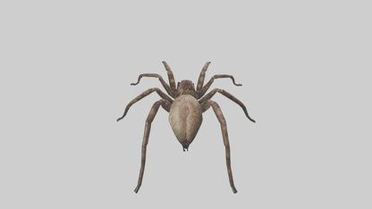 Fishing Spider sitting model VR / AR / low-poly