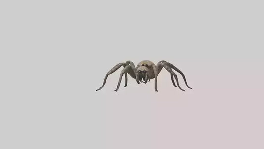 Fishing Spider sitting model VR / AR / low-poly