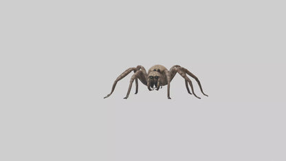 Fishing Spider sitting model VR / AR / low-poly