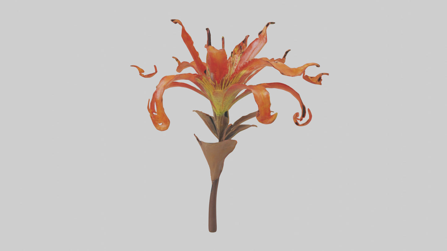 3D model Flame Lily model VR / AR / low-poly