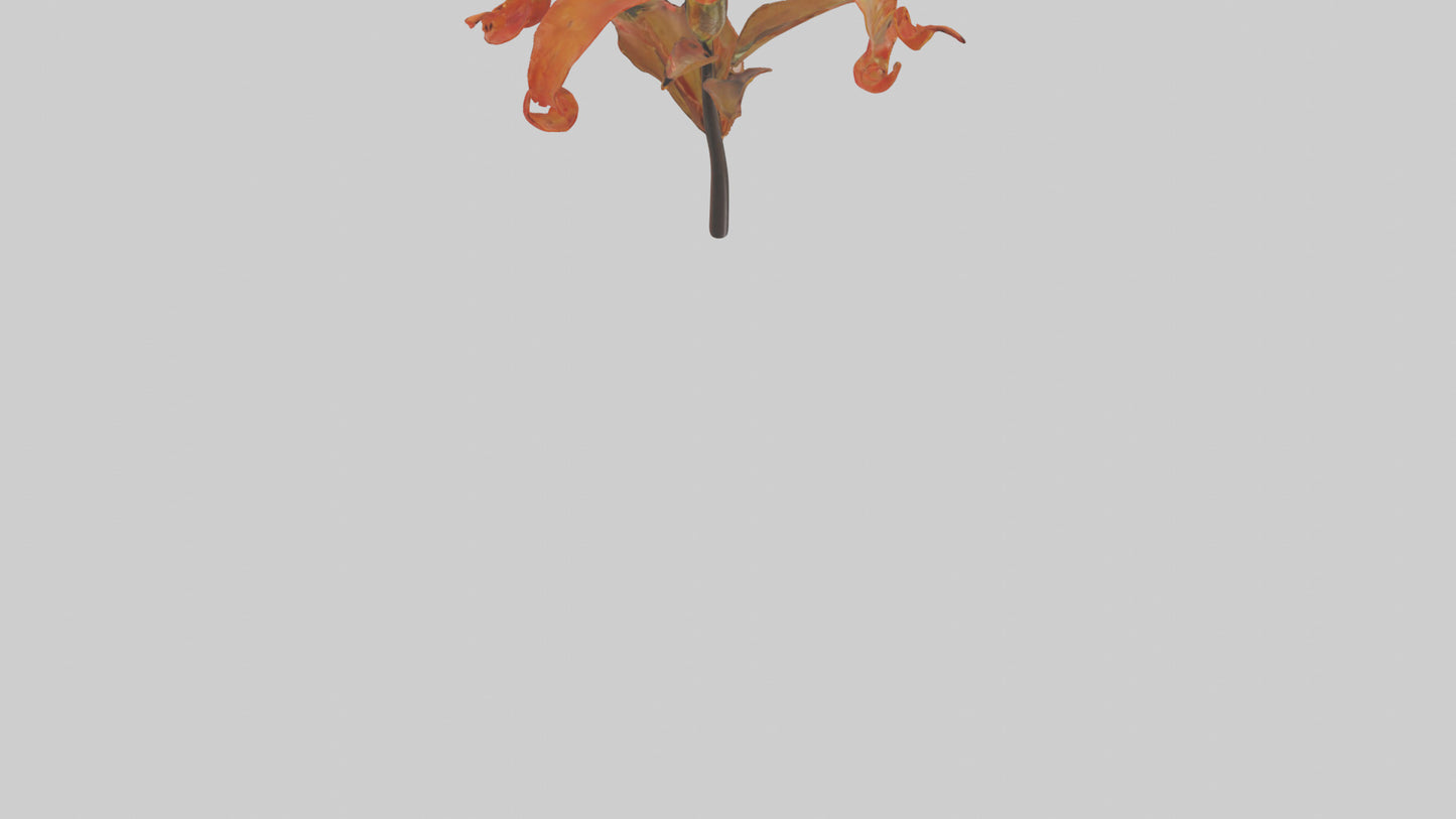 3D model Flame Lily model VR / AR / low-poly