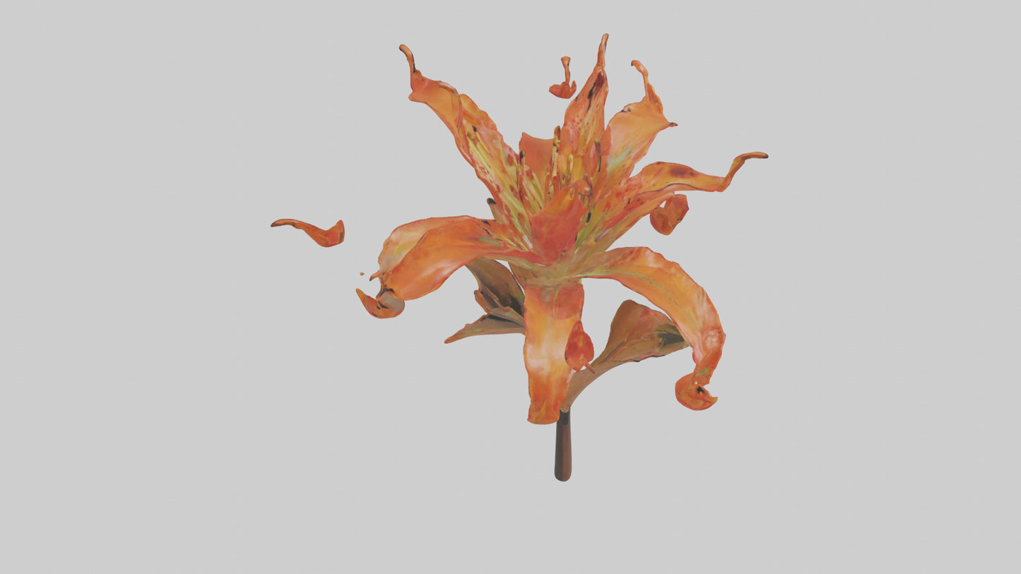 3D model Flame Lily model VR / AR / low-poly