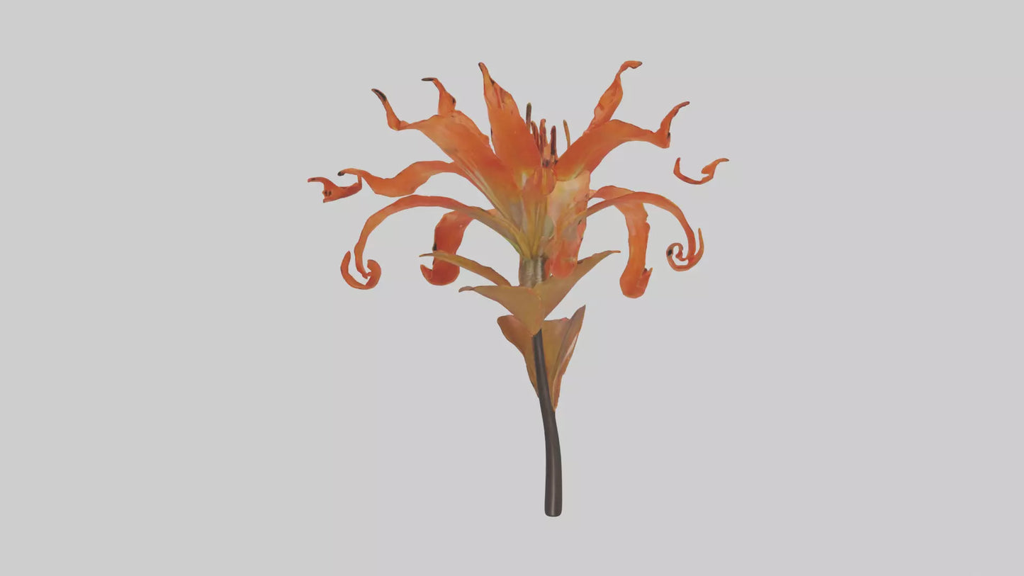 3D model Flame Lily model VR / AR / low-poly