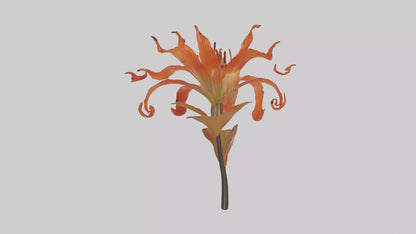 3D model Flame Lily model VR / AR / low-poly