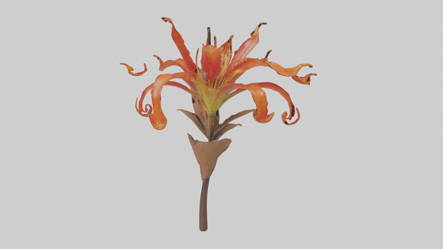 3D model Flame Lily model VR / AR / low-poly