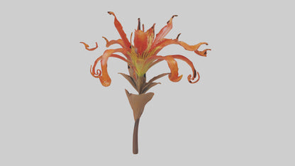 3D model Flame Lily model VR / AR / low-poly