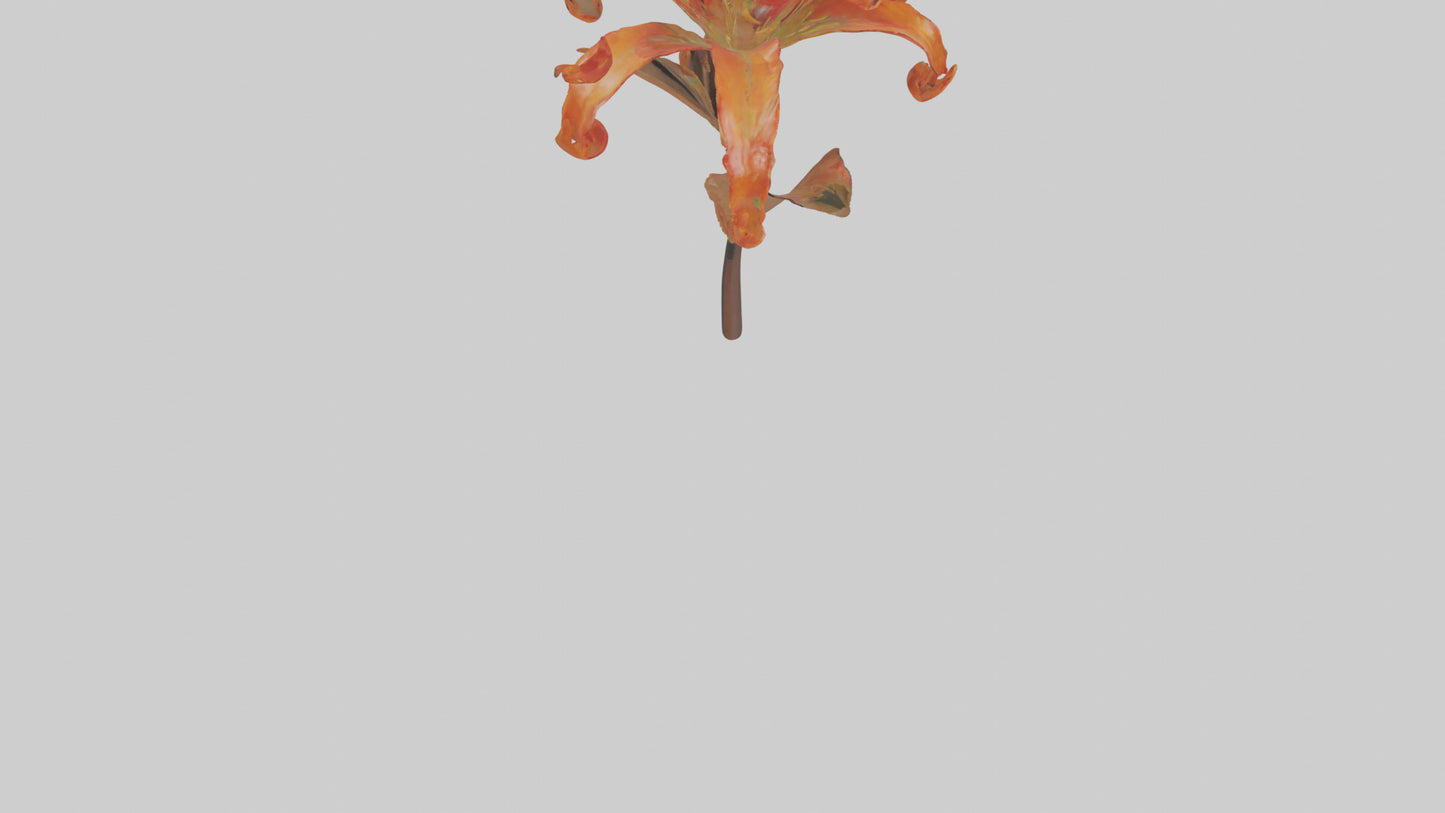 3D model Flame Lily model VR / AR / low-poly