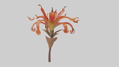 3D model Flame Lily model VR / AR / low-poly