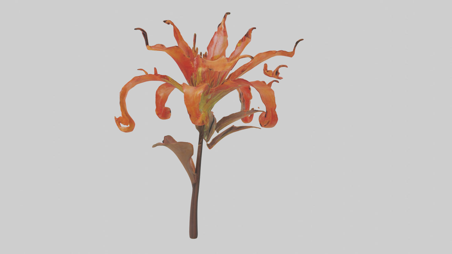 3D model Flame Lily model VR / AR / low-poly