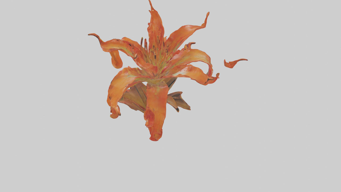 3D model Flame Lily model VR / AR / low-poly
