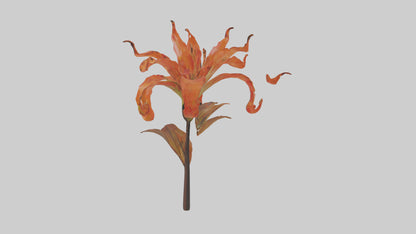 3D model Flame Lily model VR / AR / low-poly