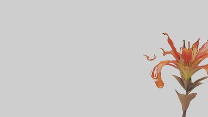 3D model Flame Lily model VR / AR / low-poly