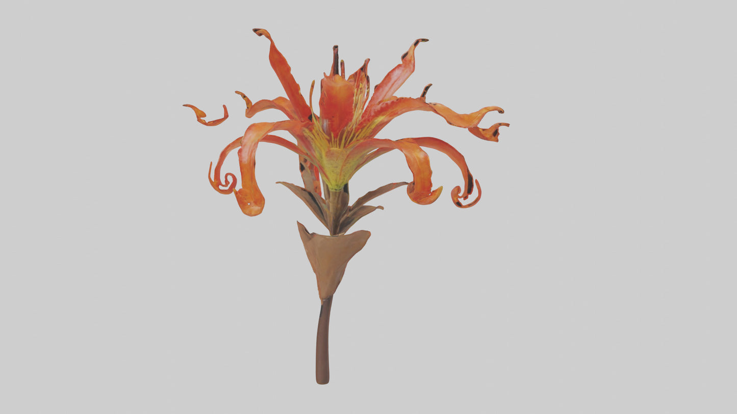 3D model Flame Lily model VR / AR / low-poly