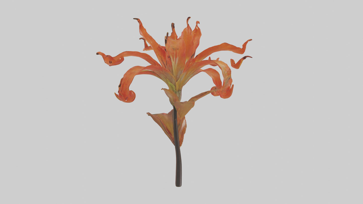 3D model Flame Lily model VR / AR / low-poly