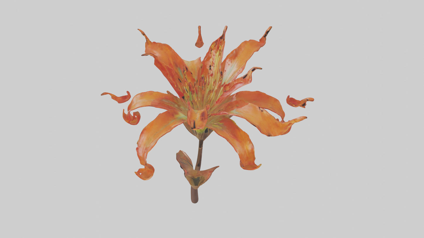 3D model Flame Lily model VR / AR / low-poly