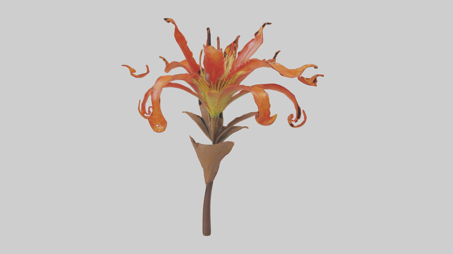 3D model Flame Lily model VR / AR / low-poly