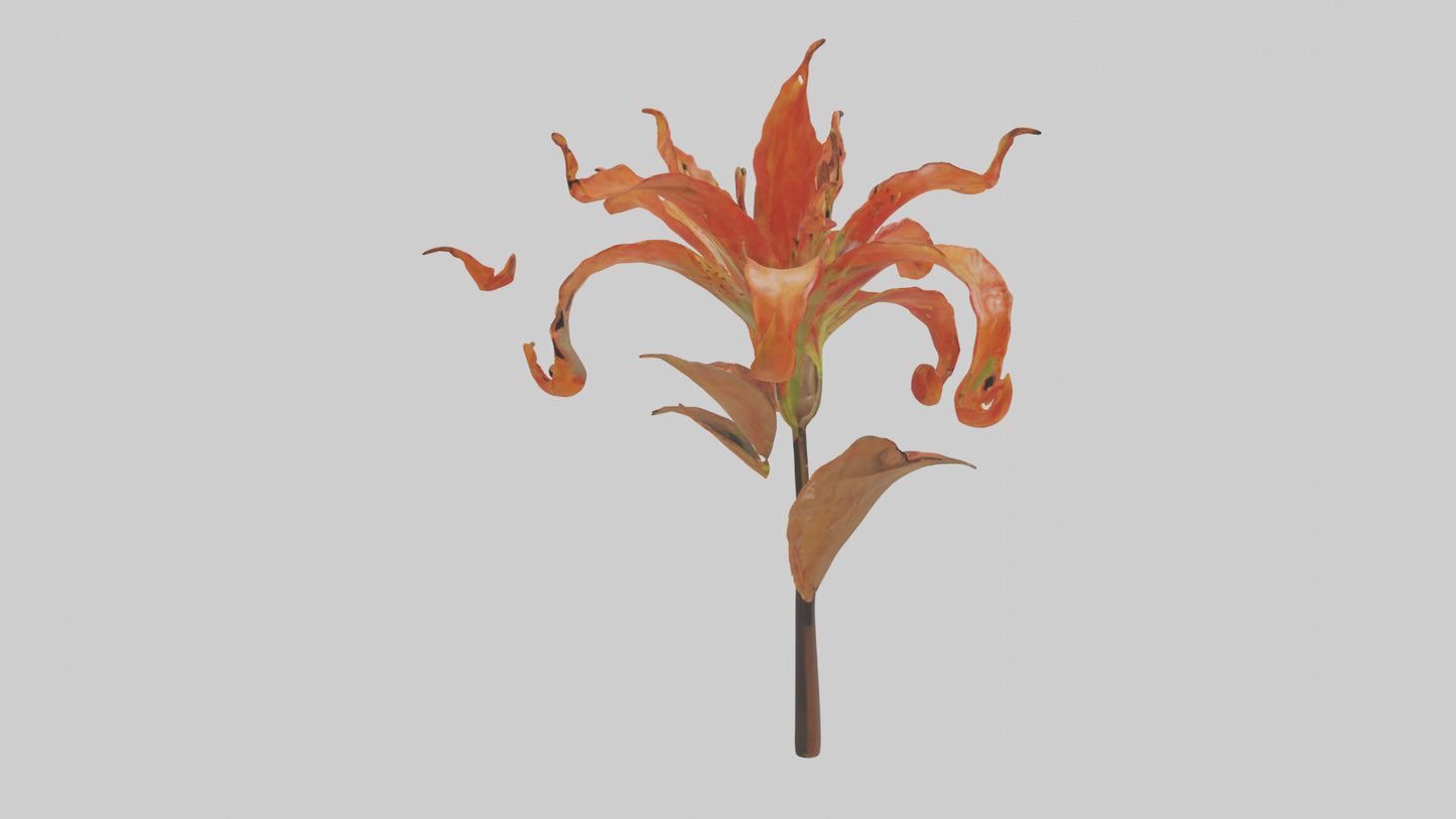 3D model Flame Lily model VR / AR / low-poly