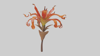 3D model Flame Lily model VR / AR / low-poly