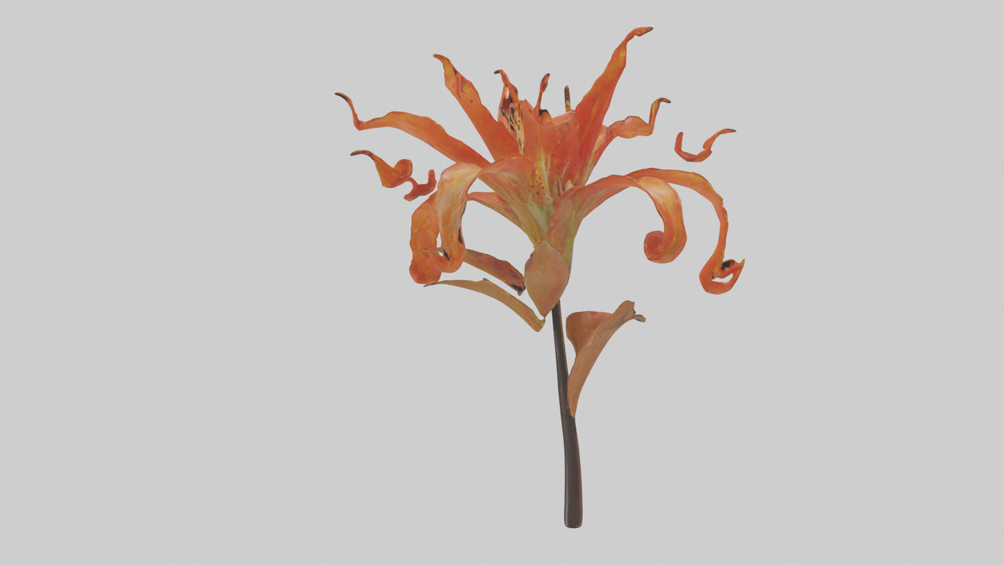3D model Flame Lily model VR / AR / low-poly