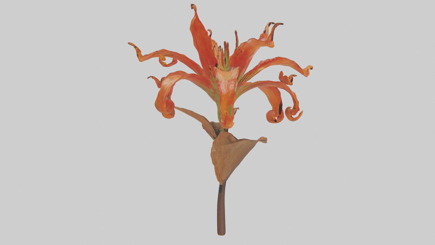3D model Flame Lily model VR / AR / low-poly
