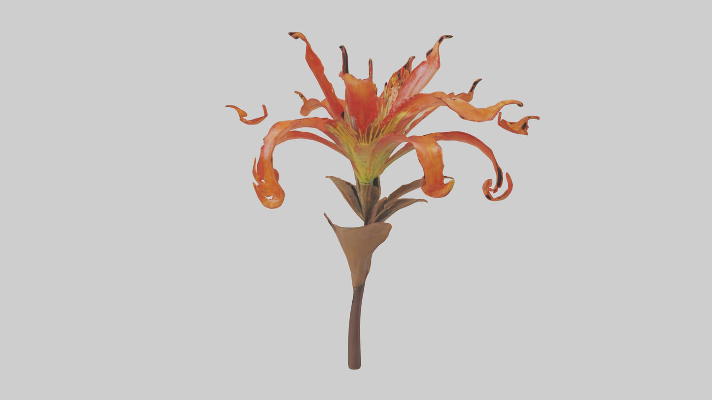 3D model Flame Lily model VR / AR / low-poly