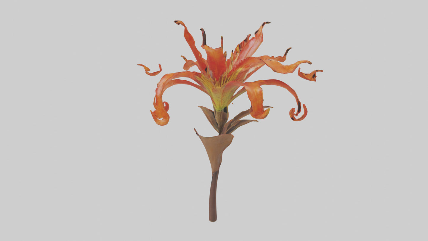 3D model Flame Lily model VR / AR / low-poly