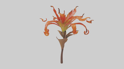 3D model Flame Lily model VR / AR / low-poly