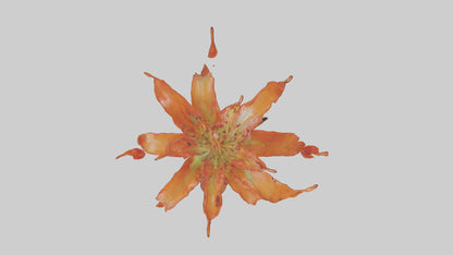 3D model Flame Lily model VR / AR / low-poly