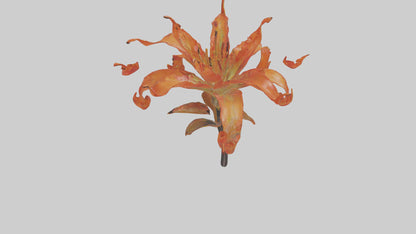 3D model Flame Lily model VR / AR / low-poly