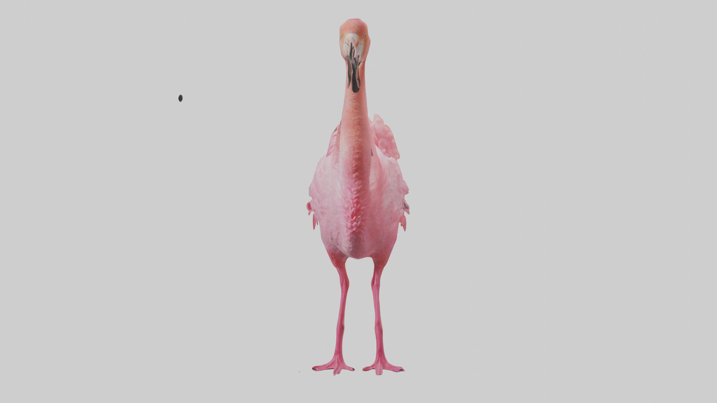 3D model Flamingo Heart VR / AR / low-poly
