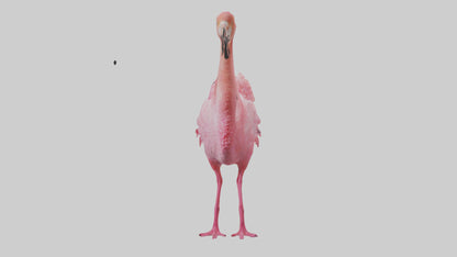 3D model Flamingo Heart VR / AR / low-poly
