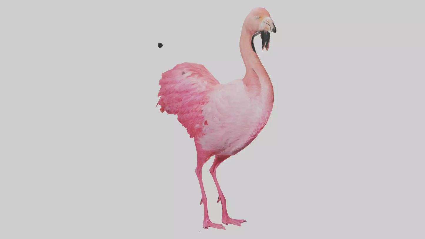 3D model Flamingo Heart VR / AR / low-poly