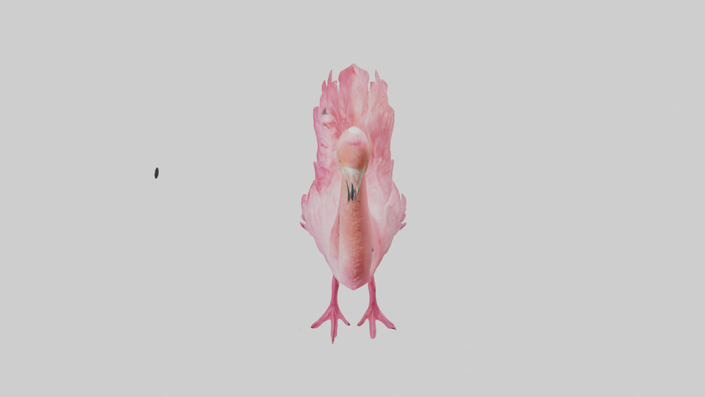 3D model Flamingo Heart VR / AR / low-poly
