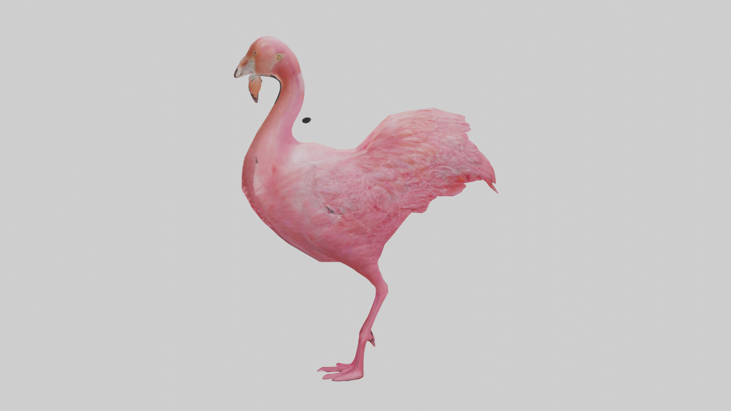 3D model Flamingo Heart VR / AR / low-poly