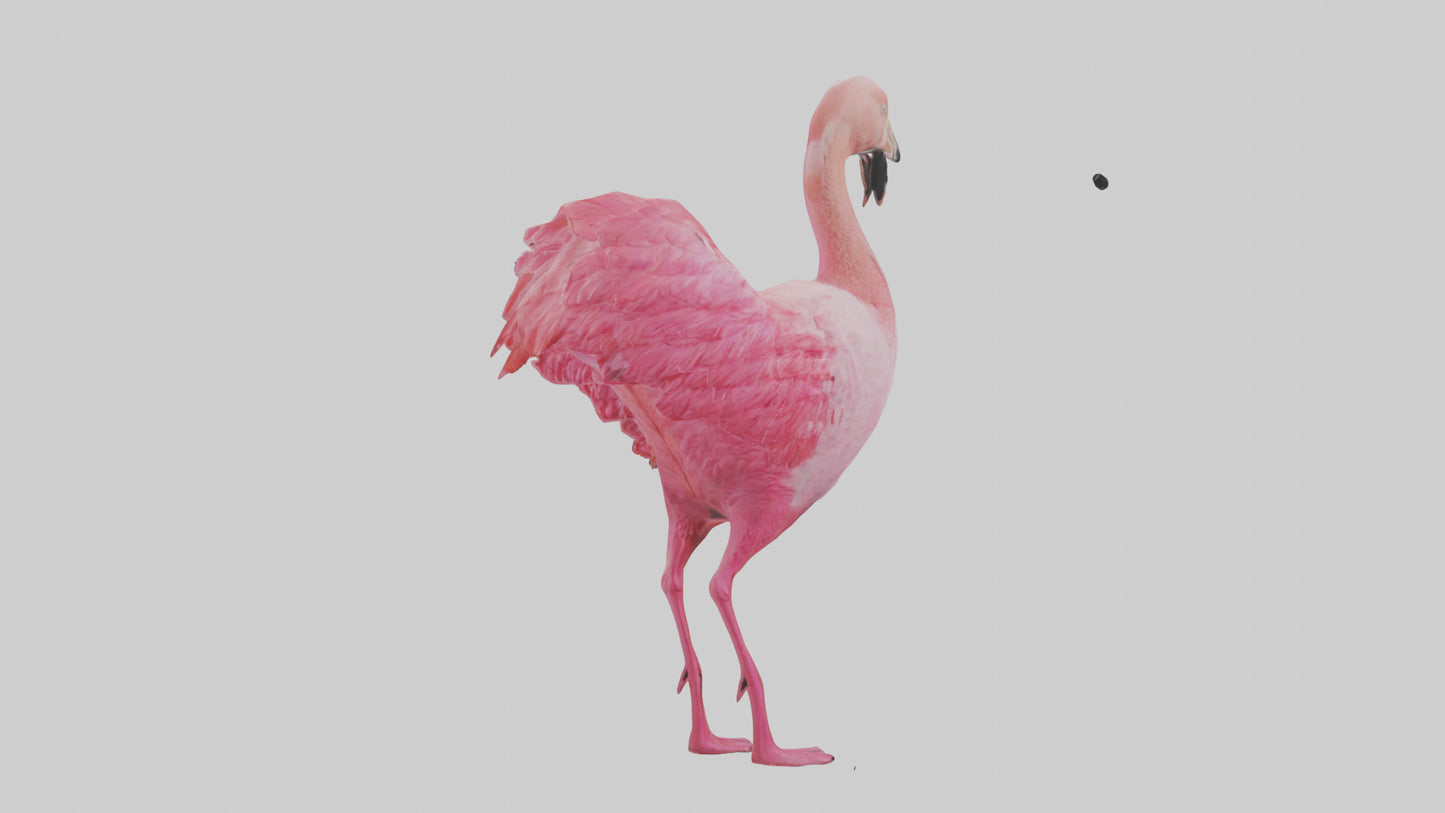 3D model Flamingo Heart VR / AR / low-poly