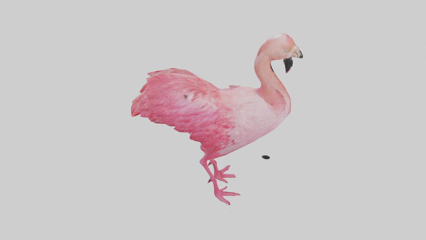 3D model Flamingo Heart VR / AR / low-poly