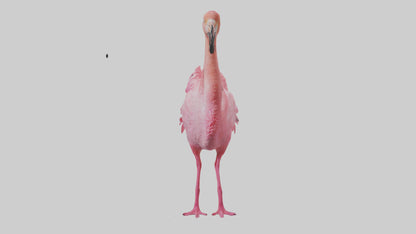 3D model Flamingo Heart VR / AR / low-poly