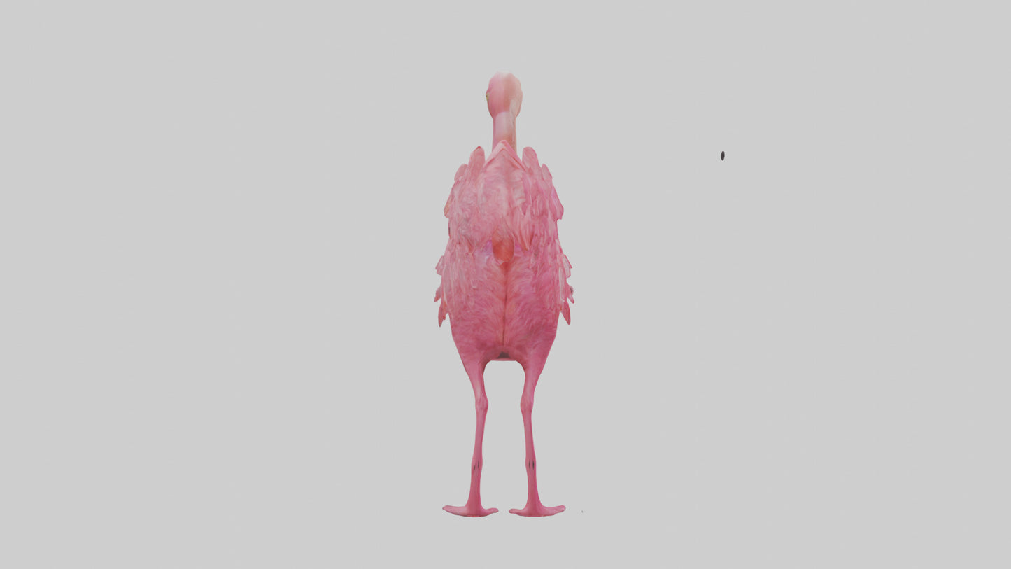 3D model Flamingo Heart VR / AR / low-poly