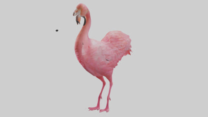 3D model Flamingo Heart VR / AR / low-poly