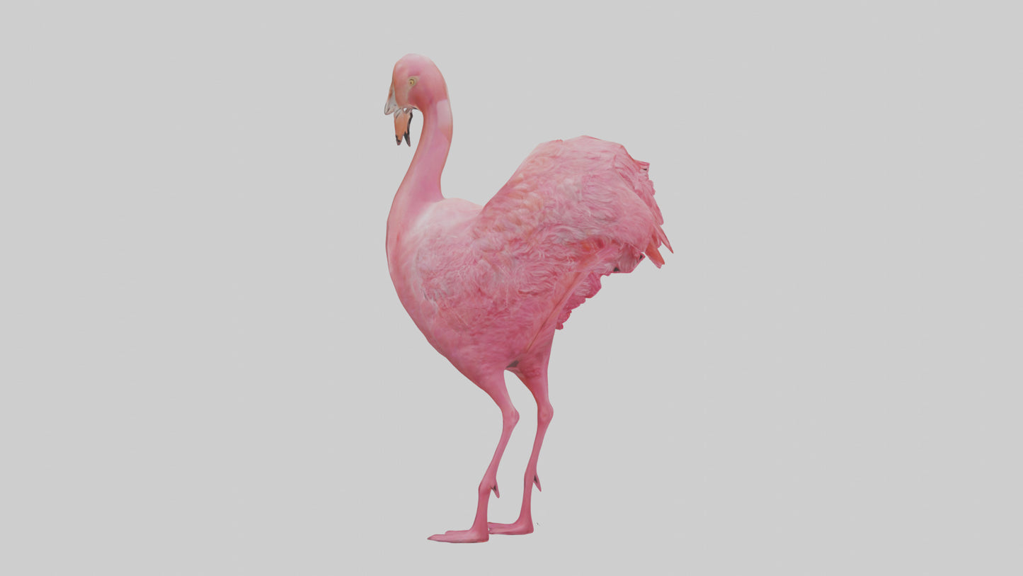 3D model Flamingo Heart VR / AR / low-poly