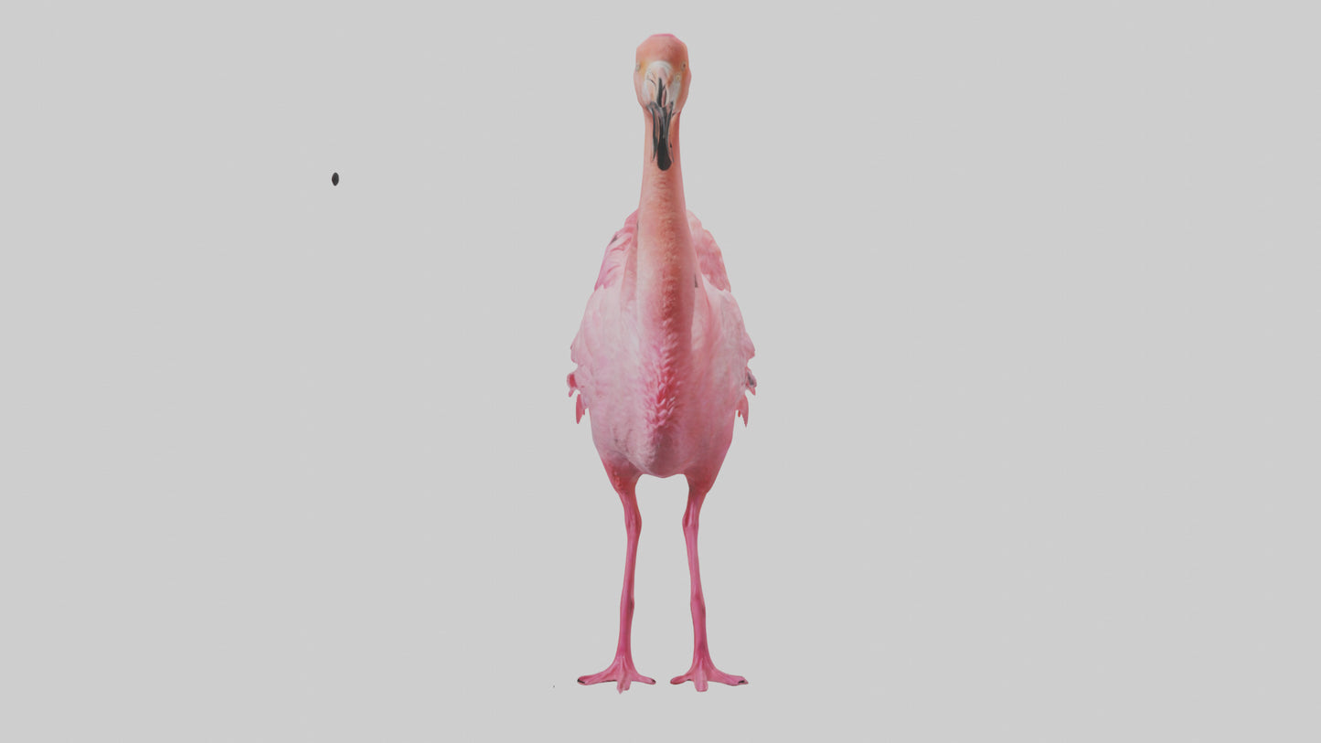 3D model Flamingo Heart VR / AR / low-poly