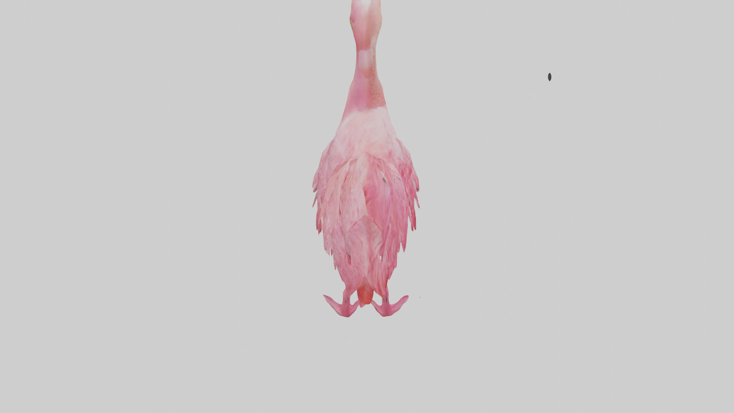 3D model Flamingo Heart VR / AR / low-poly