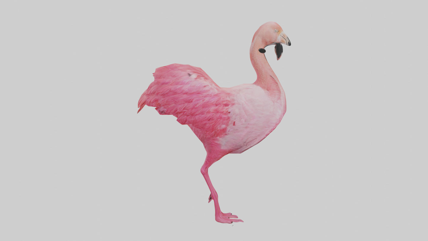 3D model Flamingo Heart VR / AR / low-poly