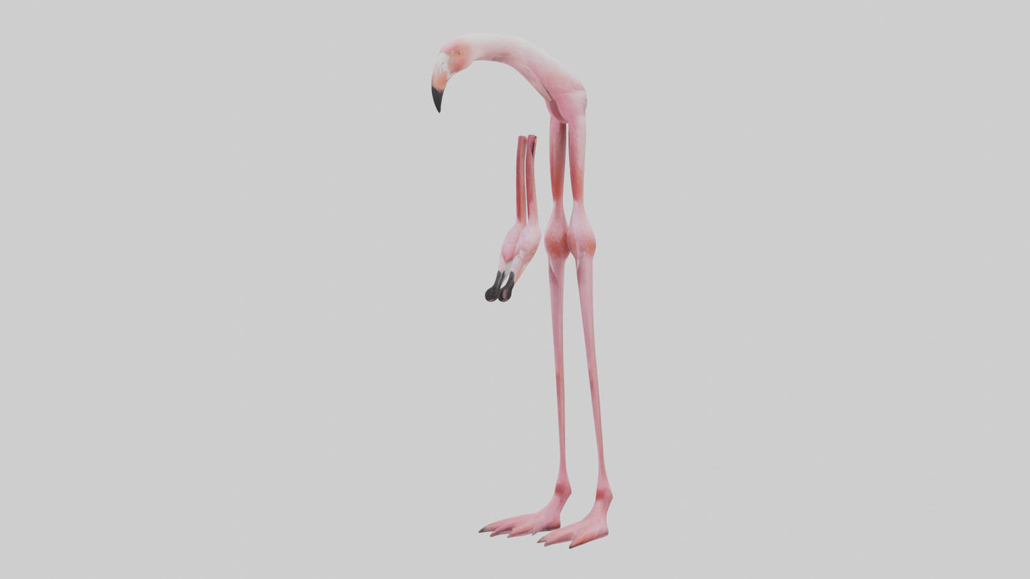 Flamingo Legs 3D model